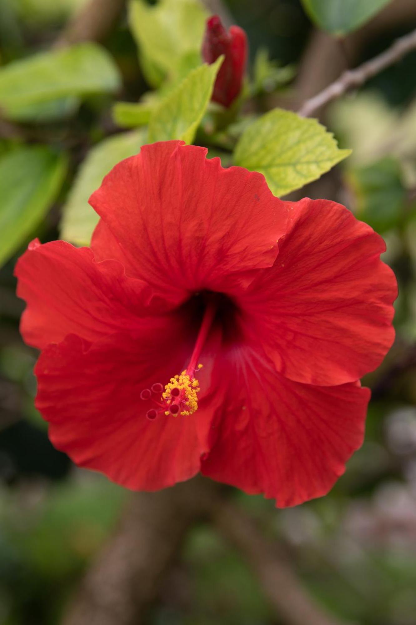 Willa Oceanfront Kauai - Harmony Tvnc 4247 Kapa'a Zewnętrze zdjęcie